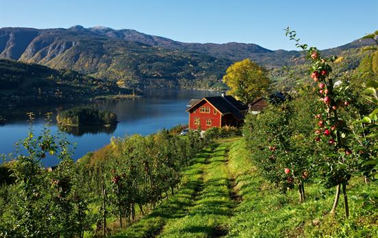 Views of one of the many Hardangerfjord Orchards