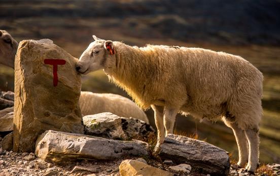 Follow the red &apos;T&apos;!