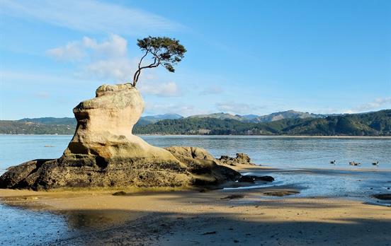 Tree and rock formation in Tinline Bay