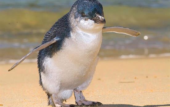 Spot the little blue penguin