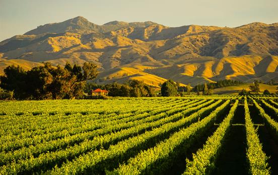 Vineyards galore!