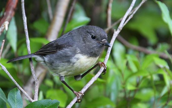 Spot the adorable New Zealand grey warbler