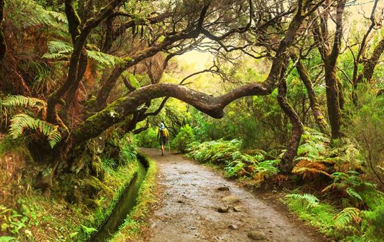 Wandern Sie durch den tropischen Lorbeerwald