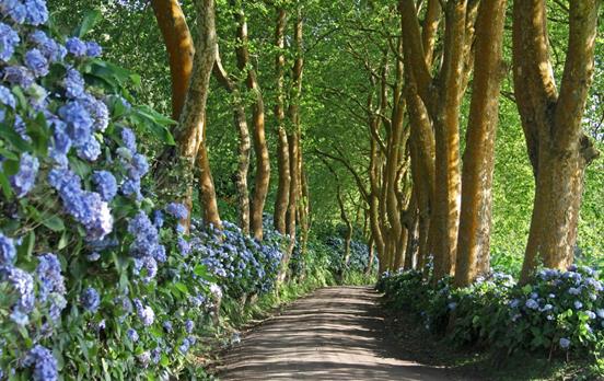 Flowers, flowers everywhere!