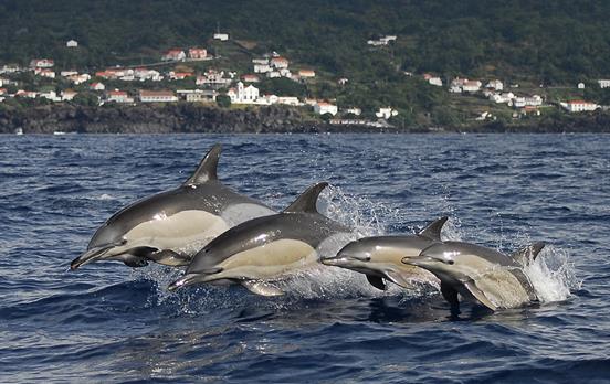 Go whale watching in Pico