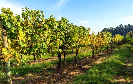 Vineyards at Quinta da Pacheca