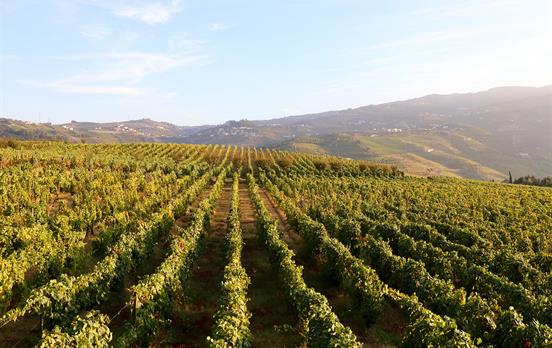Walk through the world-famous vineyards