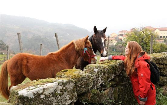 Wild horses in the national park