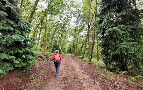 Walking through pine forests