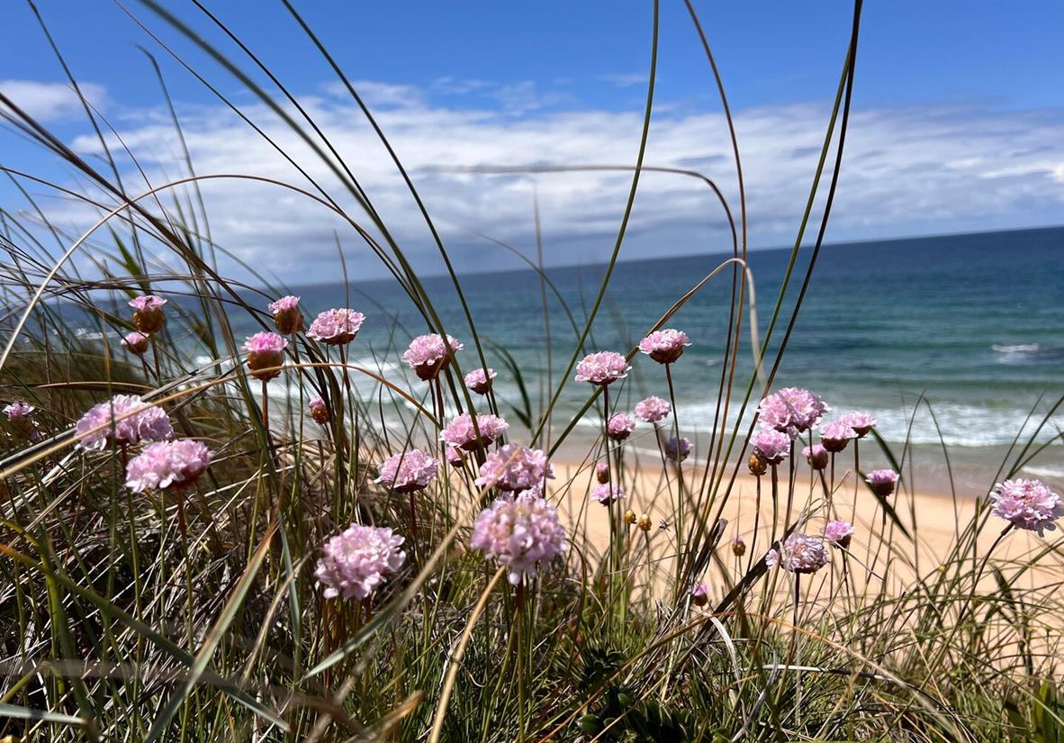 Pretty wildflowers line the beaches