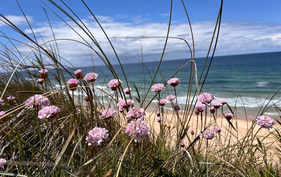 Pretty wildflowers line the beaches