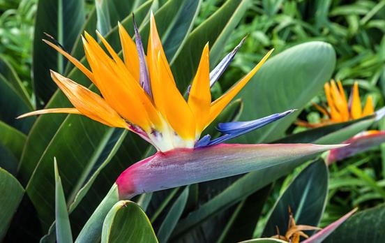 Local flora and fauna