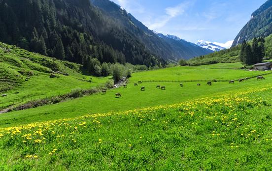 Alpine meadows