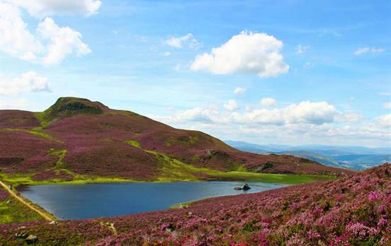 Ben Vrackie Lochan Walk and the purple heather