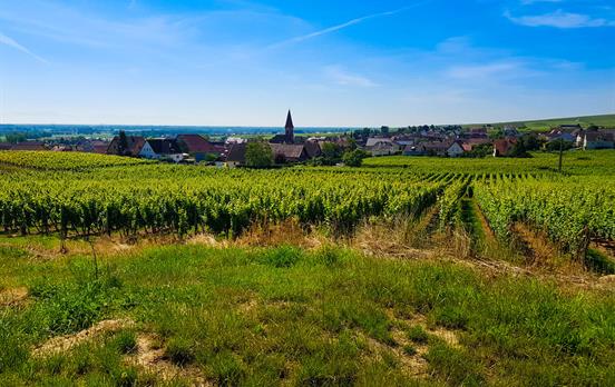Alsace Vineyards