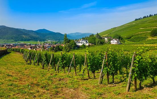 Rolling green vineyards