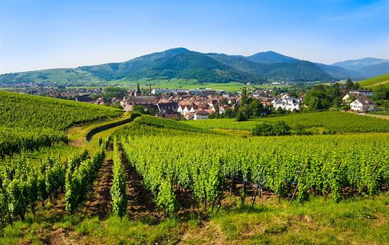 Alsace Vineyards