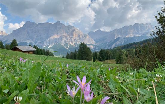 Alpine Flowers in the Dolomites