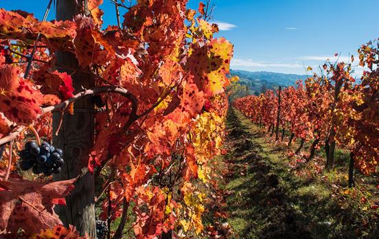 Full-bodied Sagrantino wine from the region