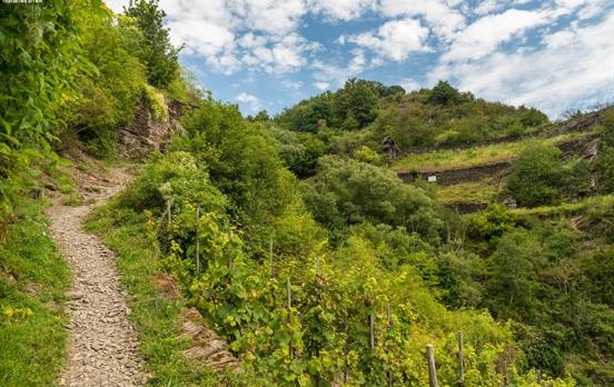 Weinbergpfad bei Treis-Karden