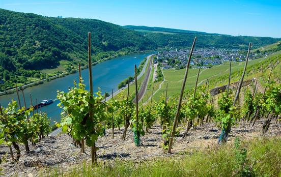 Wandern inmitten von Weinreben