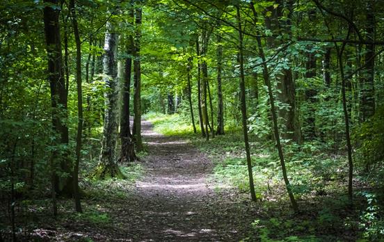 Lauschige Wälder im schwedischen Schonen