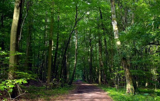 Der Saar-Hunsrück-Steig führt durch grüne Wälder