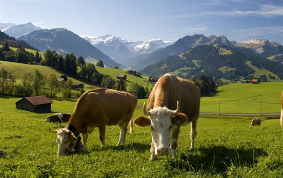Saanenland