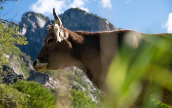 Cow