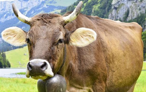 You will be accompanied by the sound of cow bells