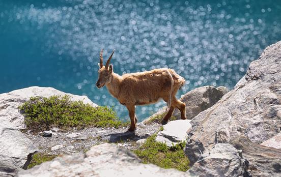 Chamois at Blue Lake