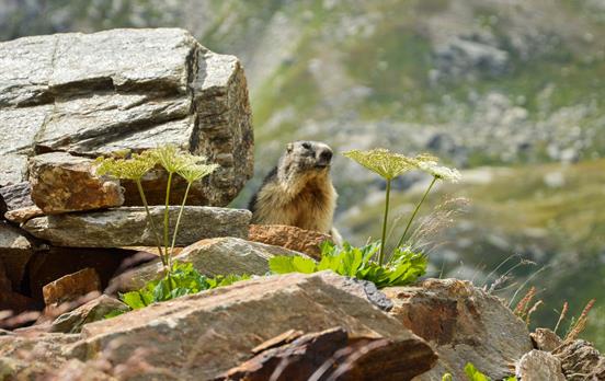 Wild marmot in the Aosta Valley