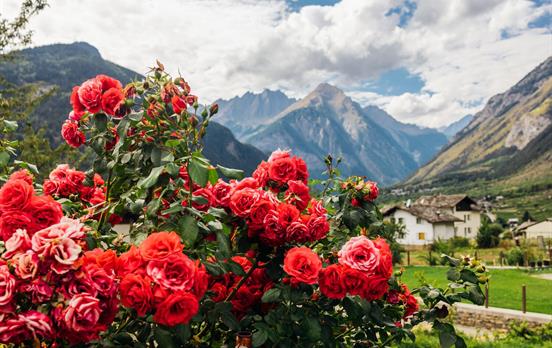 Roses in the Val D'Aosta countryside