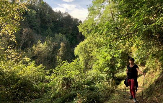 Discovering the Fairy Forest