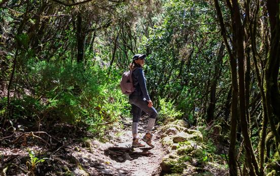 Walk through lush laurel forests in Tenerife