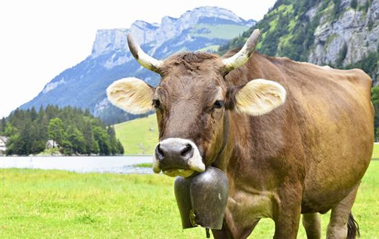 The sound of Alpine cowbells is never far away