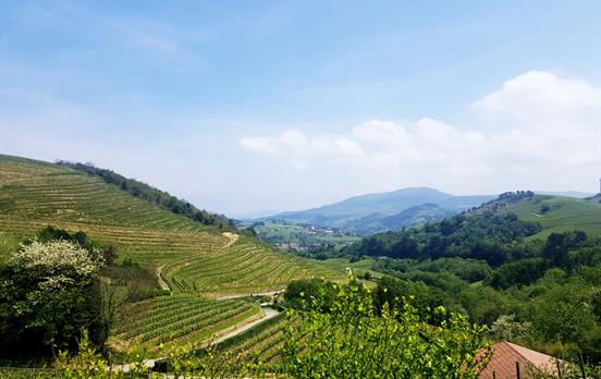 Weinberge