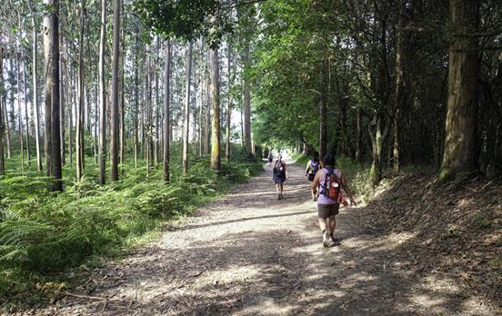 Schattiger Waldweg