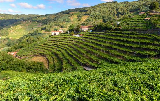 The terraced vineyards of Ribeira Sacra