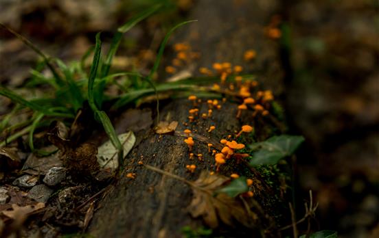 Tiny orange mushrooms on a fallen tree