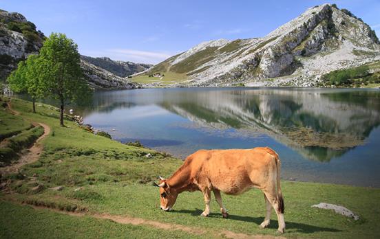 Cow grazing at waters edge in Asturias