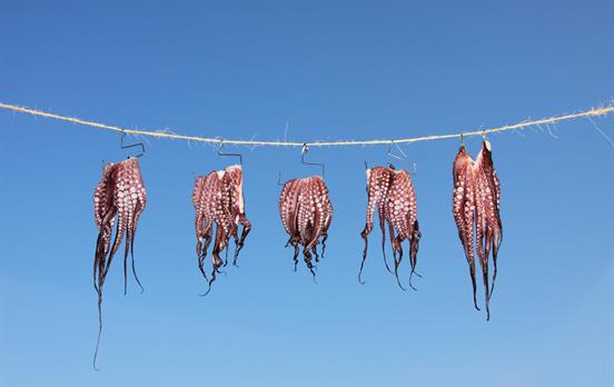 Octopus drying in the sun