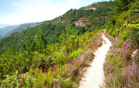 Camino Primitivo trail