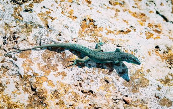 The Ibiza wall lizard