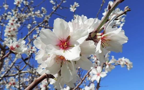 Walk past fragrant almond blossom trees