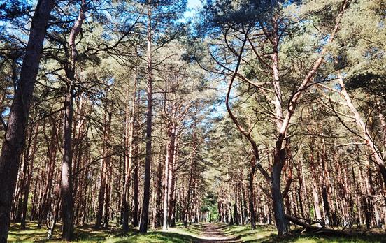 Wandern an der Schaabe