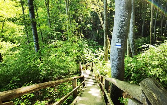 Wandern im Jasmund Nationalpark