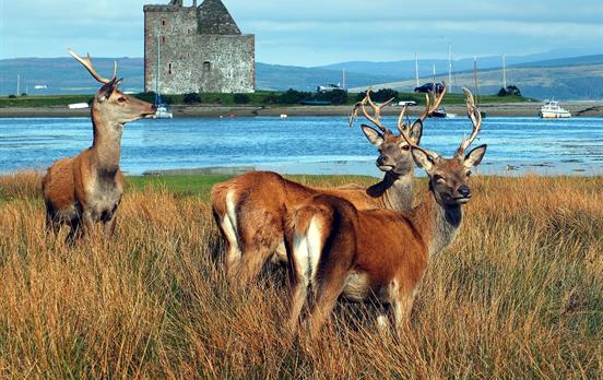 Deer are a common sight on Arran
