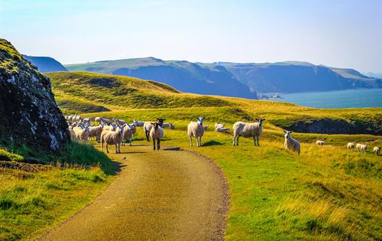 St Abbs Head and the sheep that live here