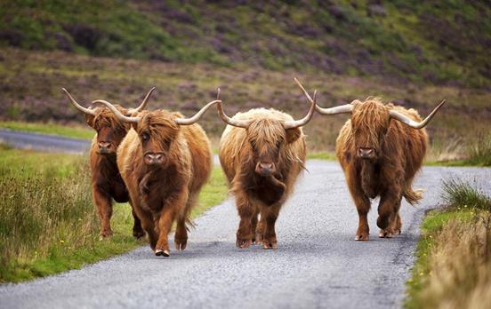 Highlands Cows auf Skye